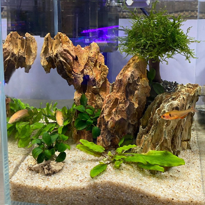 Armoured Rocks - Gold Variation